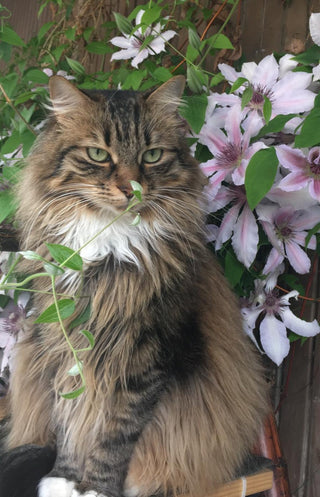 Sauvignon Blanc: selvaggiamente adorabile