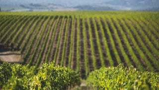 Lucente 2022 - Toscana Rosso IGT - Frescobaldi