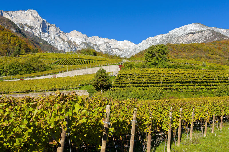 Tramin