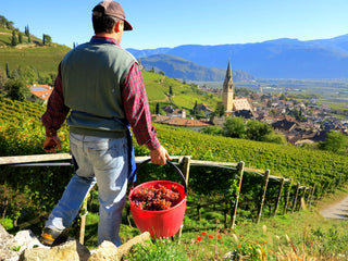 Vendemmia a Termeno, vista sul paese e il campanile