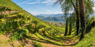 Vigneti terrazzati di Cantina Tramin a Termeno